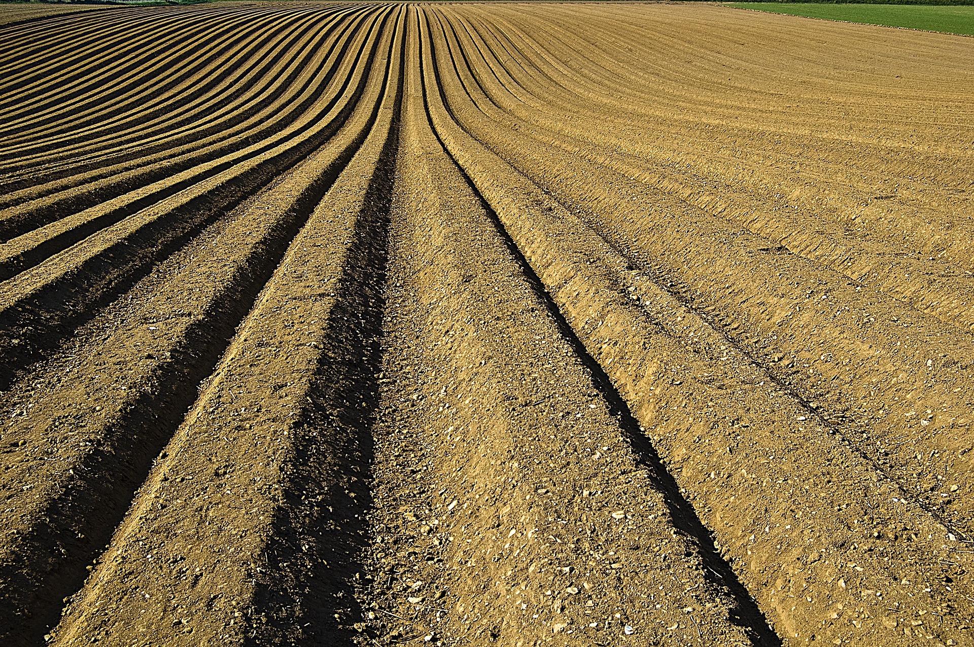 crop field