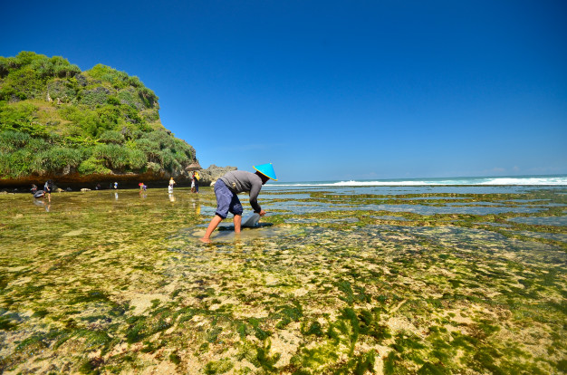 Algae Harvesting